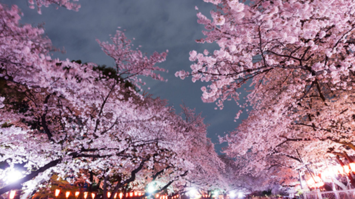 上野夜桜.PNG